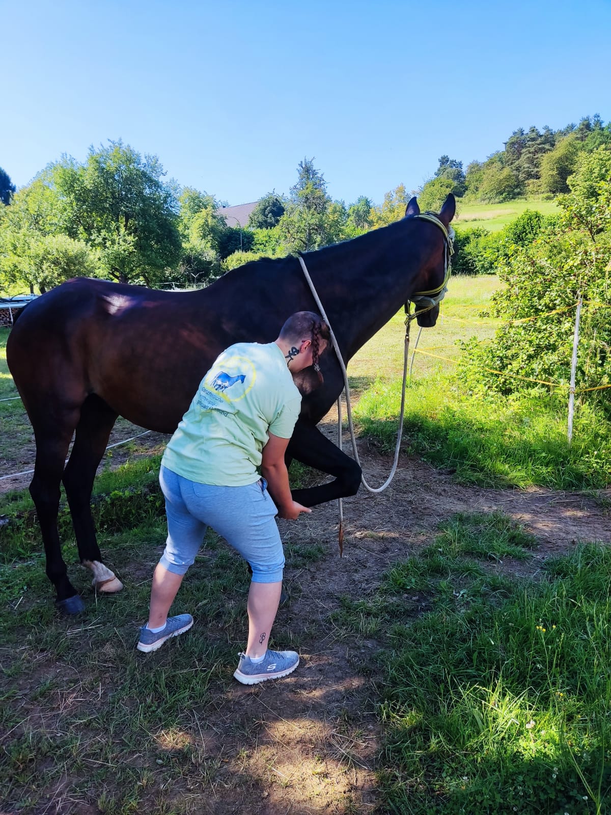 Ganzheitliche Tiertherapie-gemeinsam Gesund
