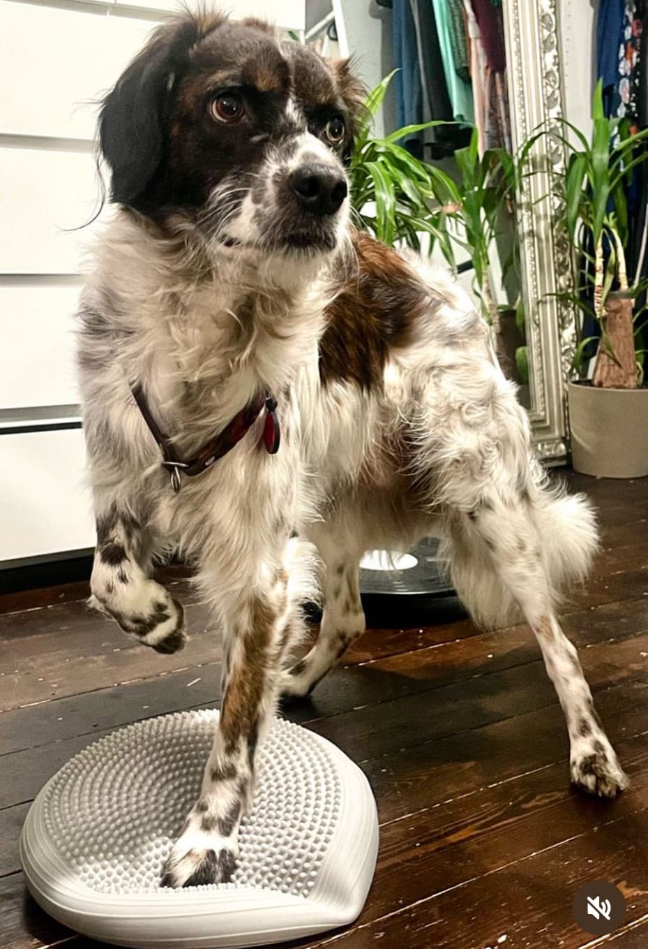 Physio4four - Mobile Physiotherapie und Osteopathie für Tiere