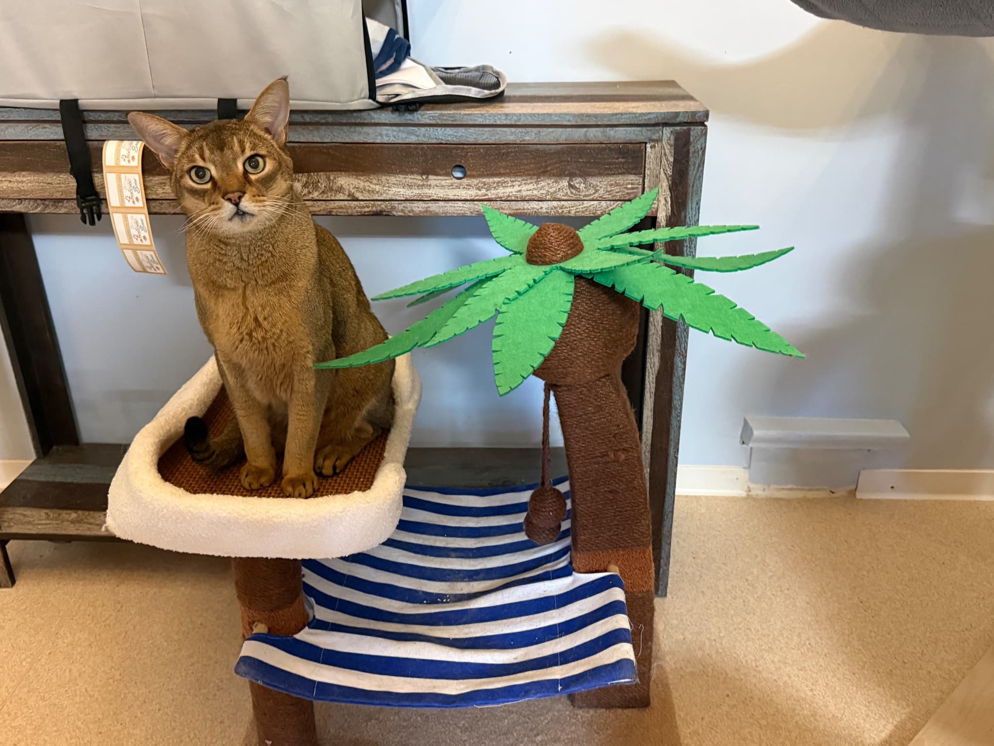 KuhlCAT und Pfoetchensitter
