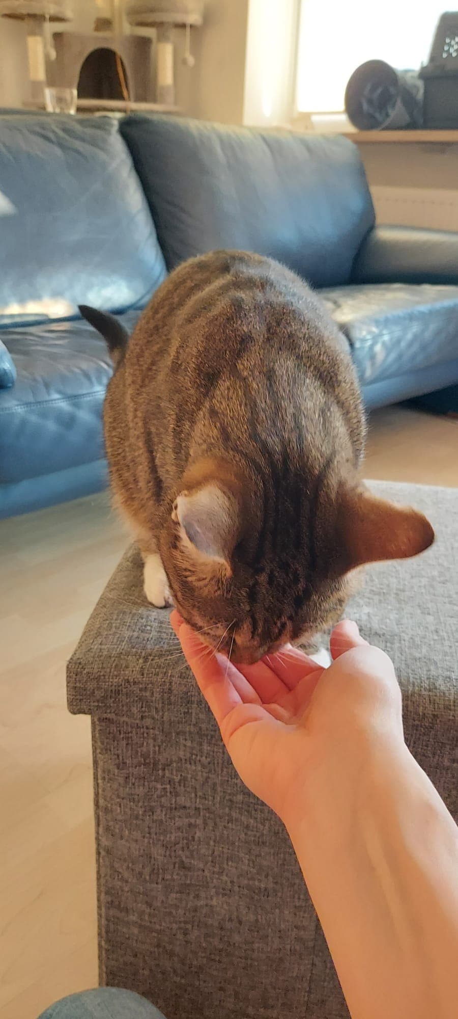 Katzengesellschaft mbH