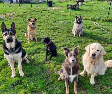 Tinas-Hundeschule & Tierheilpraxis
