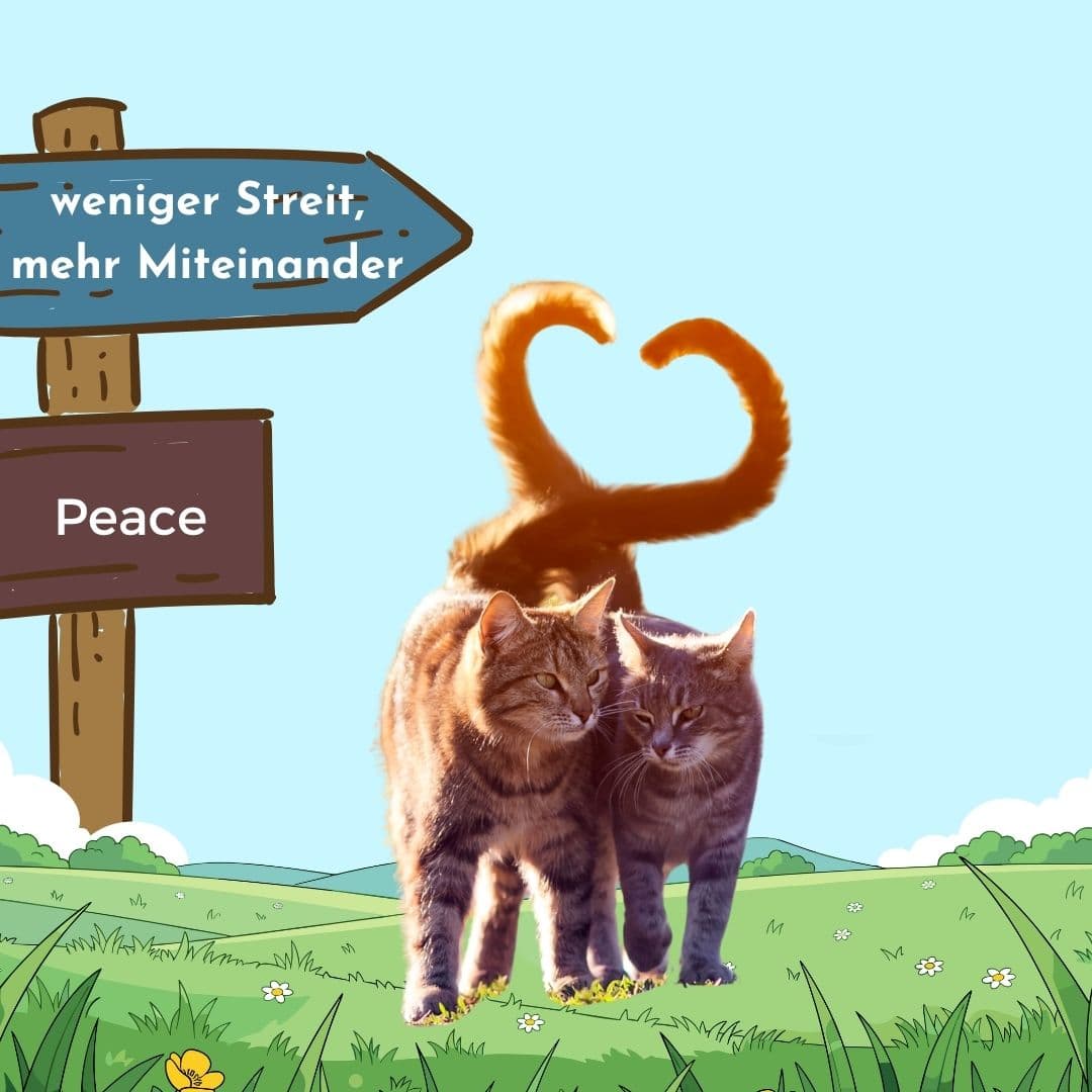 Leben mit Katze - Katzenpsychologin Katja Henopp
