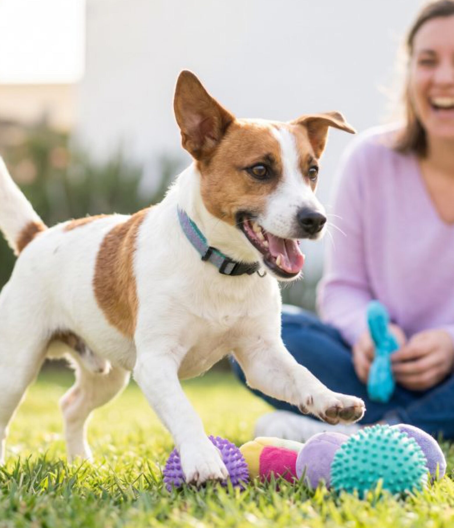 Hund spielt im Garten, während die Besitzerin lächelnd daneben sitzt