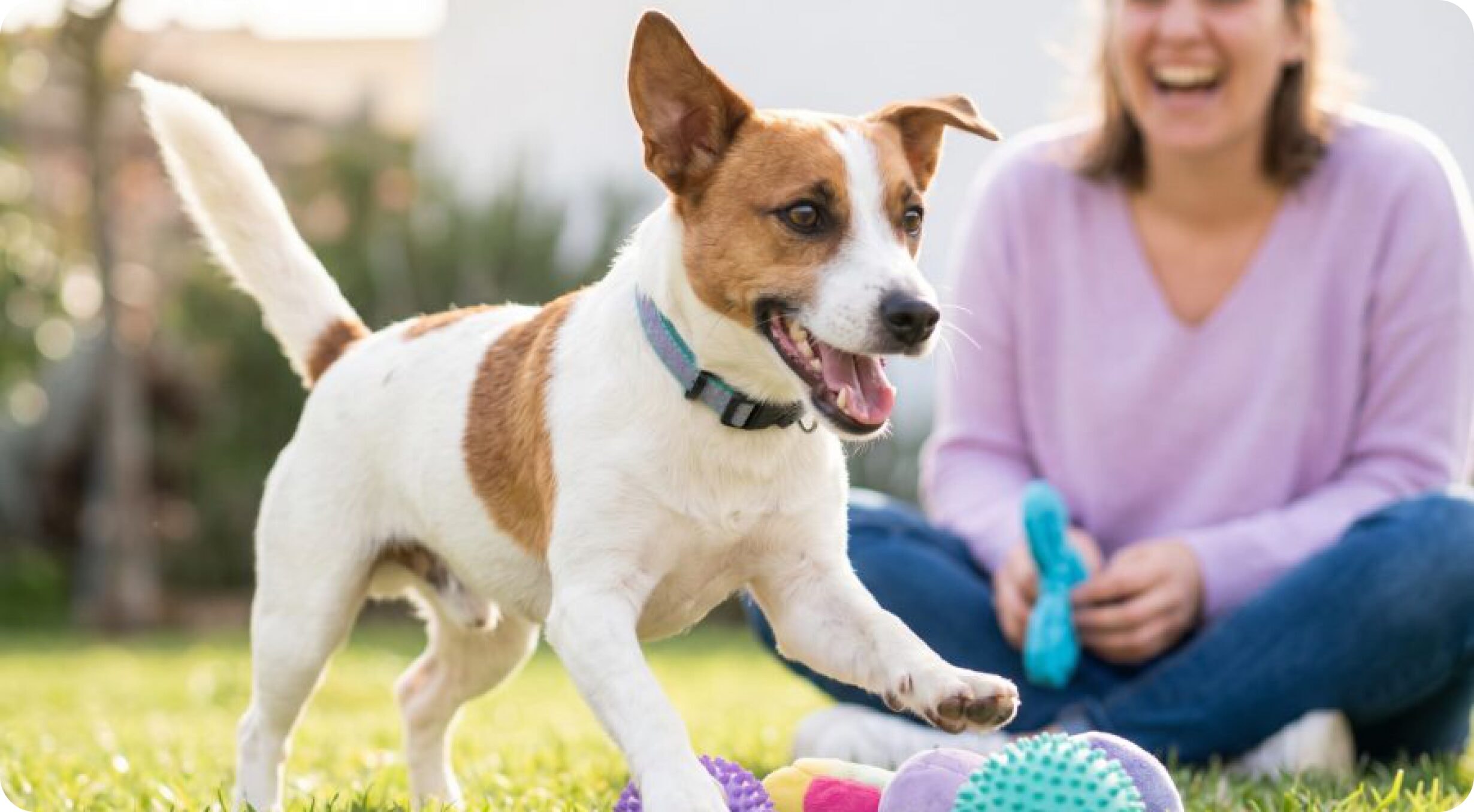 Hund spielt im Garten, während die Besitzerin lächelnd daneben sitzt
