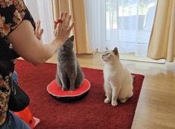Katzentraum.Training