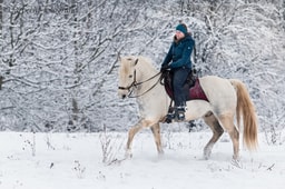 Jelle Gust - Reitkunst für Pferd und Mensch