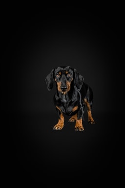 Pfotografie - Hund und mehr