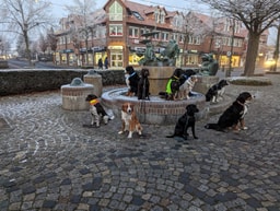 Hundeschule Wolf & Co