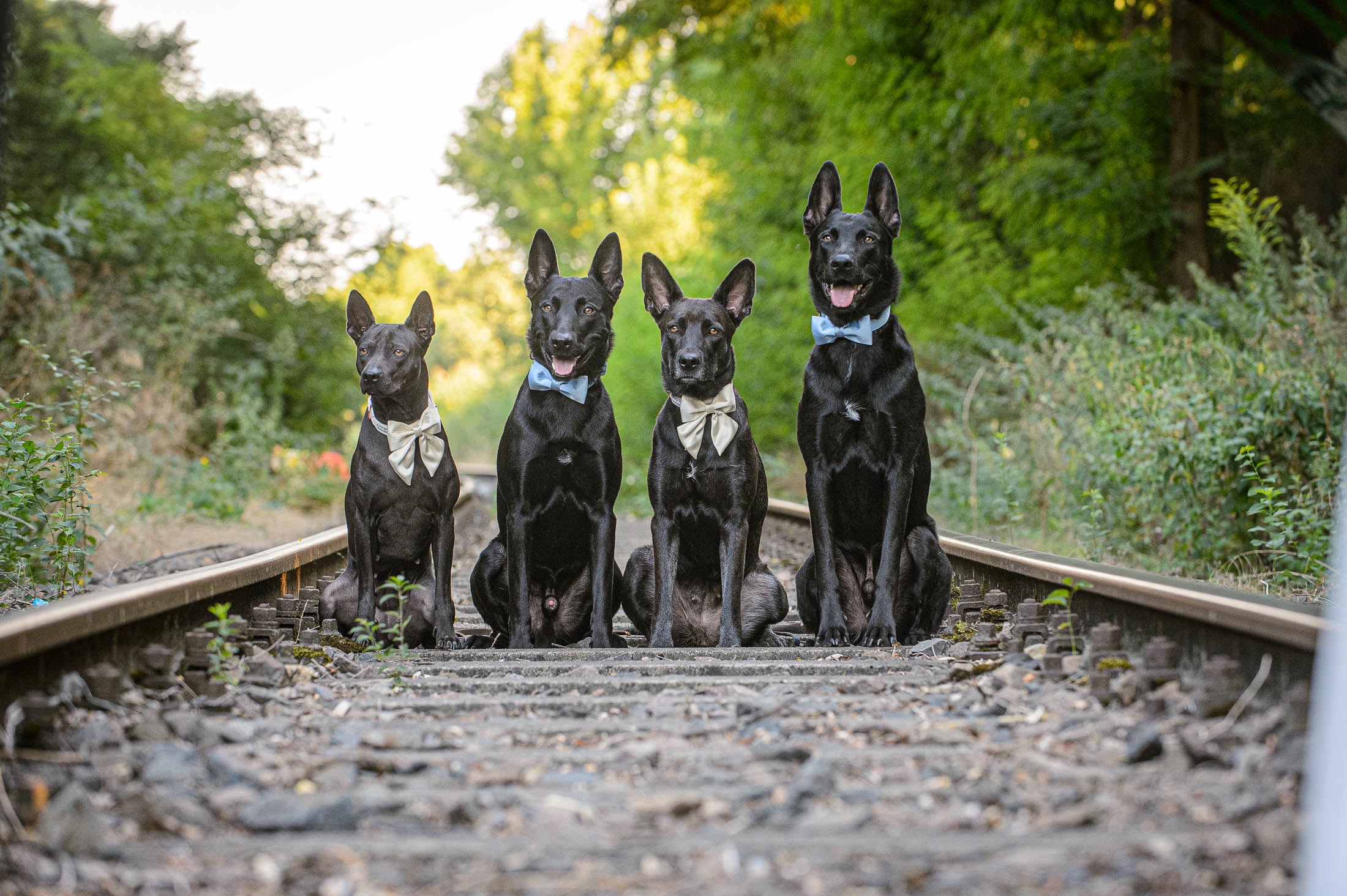 heine4dogs® sensocation®
