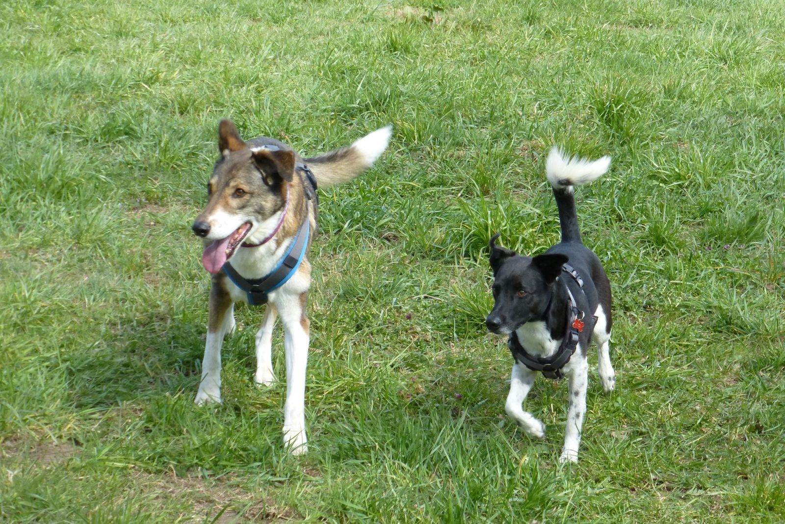 Hundeschule NeHo Hundetraining