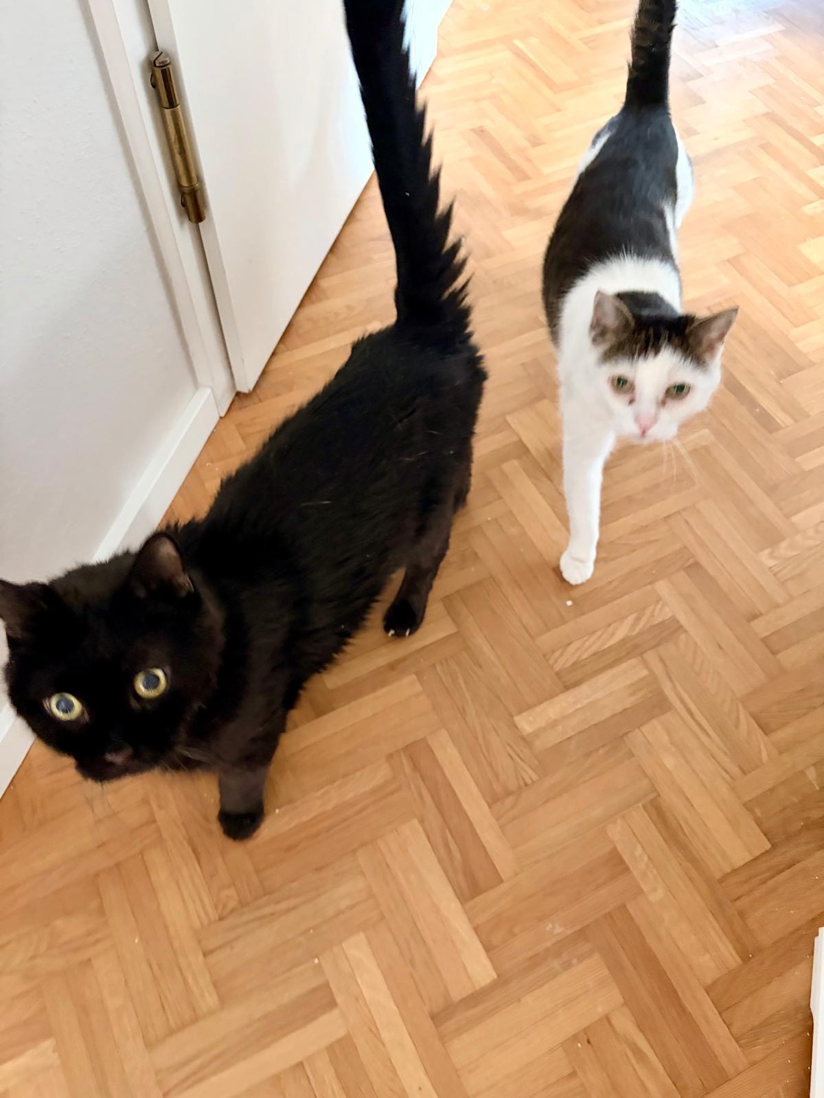 Pet Sitting Verena