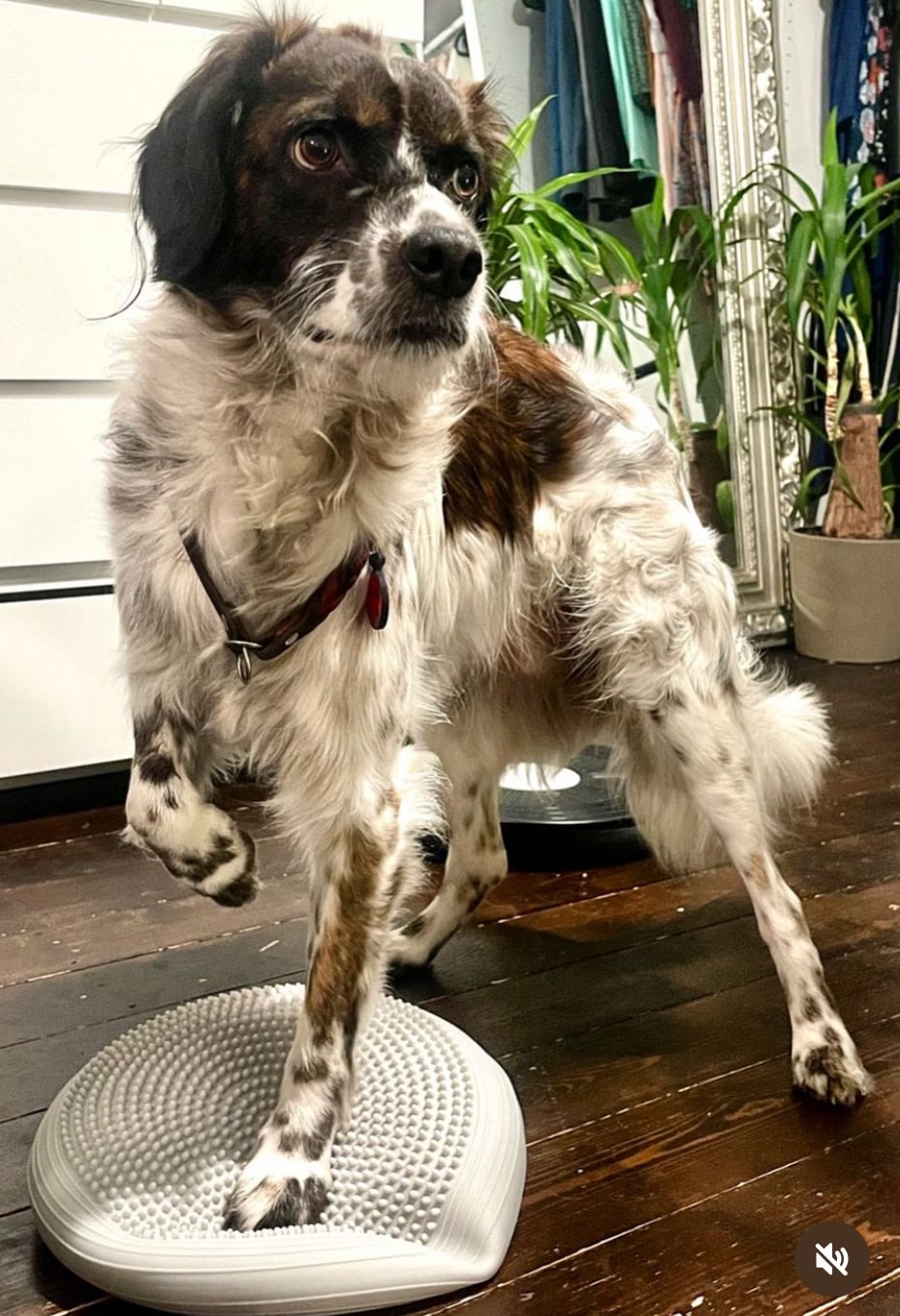 Physio4four - Mobile Physiotherapie und Osteopathie für Tiere