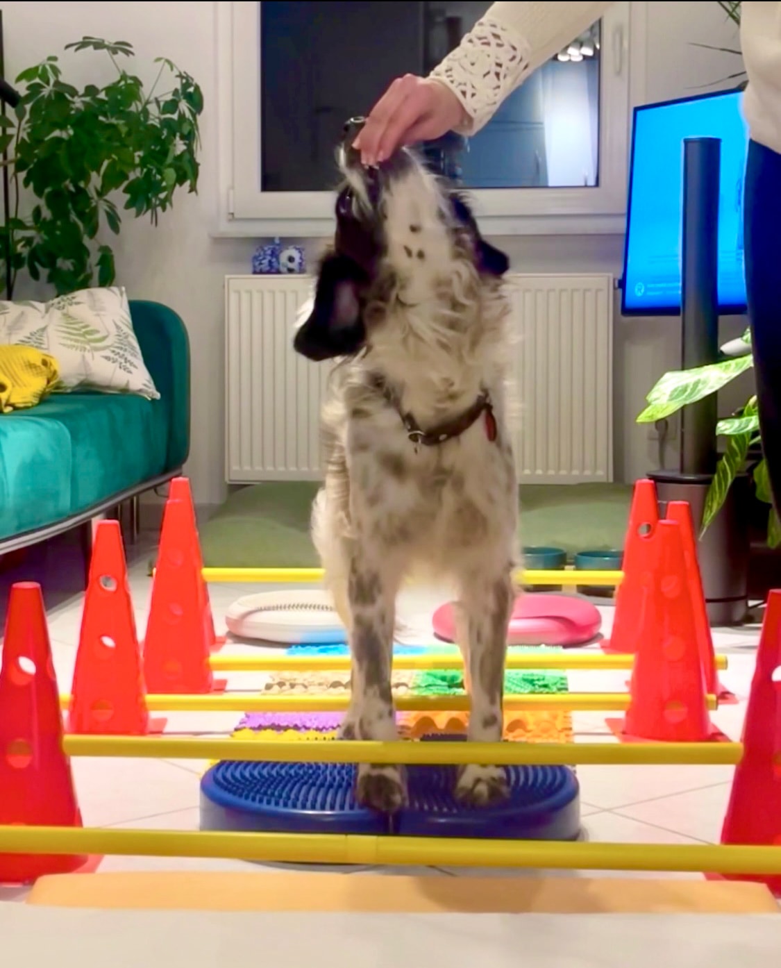 Physio4four - Mobile Physiotherapie und Osteopathie für Tiere