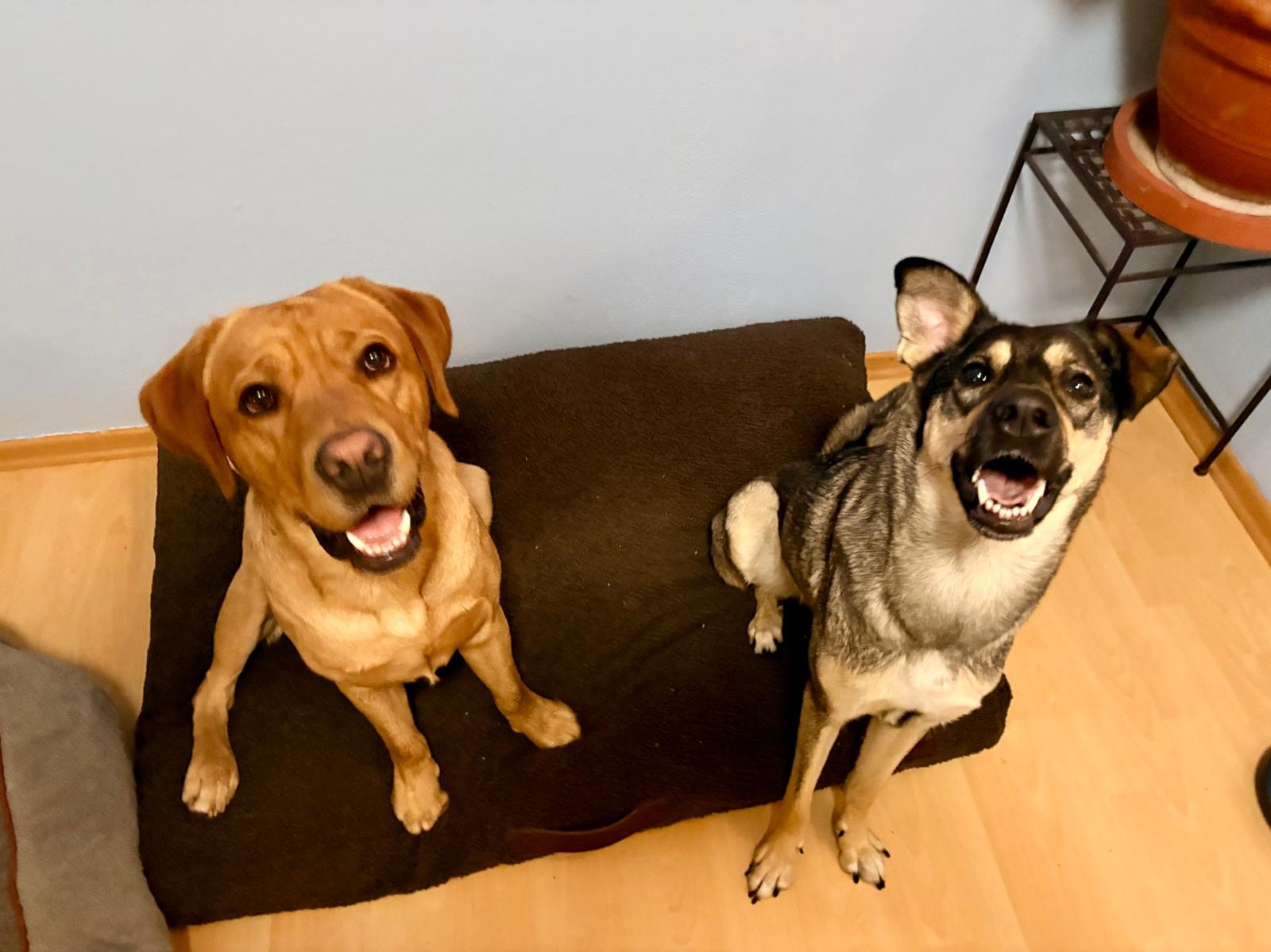 Pet Sitting Verena