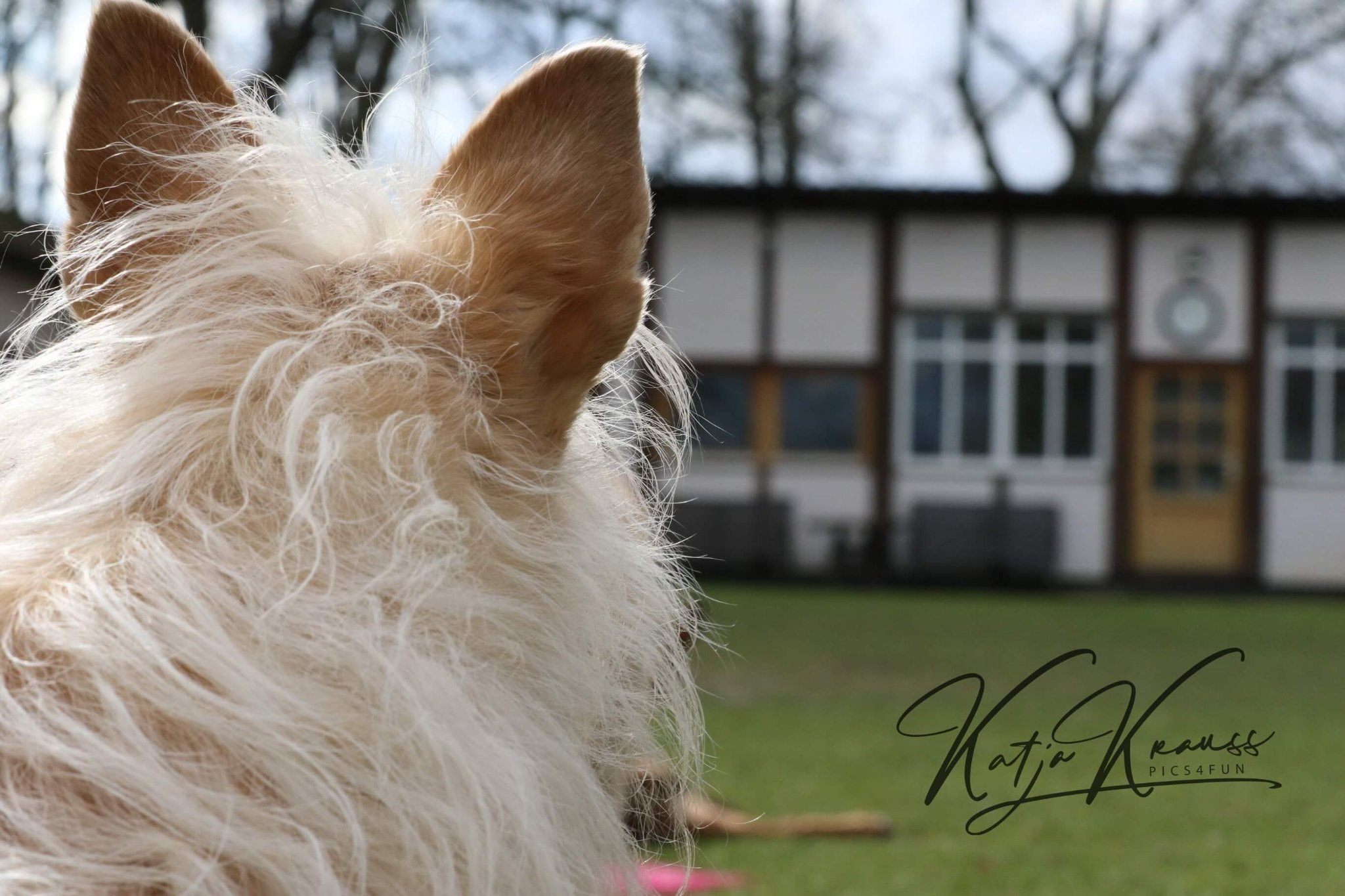 Hundeschule GREH
