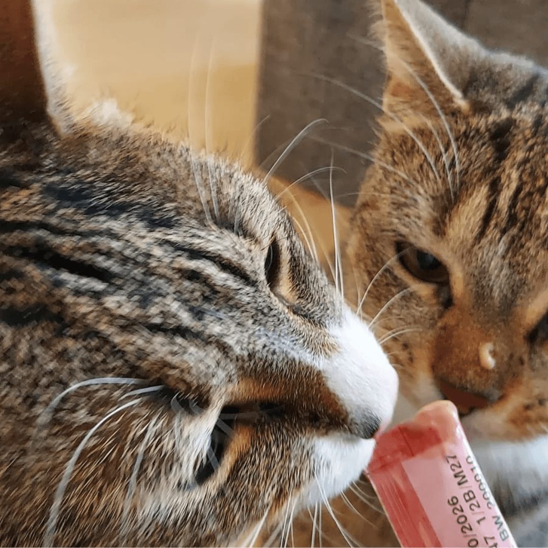 Katzengesellschaft mbH