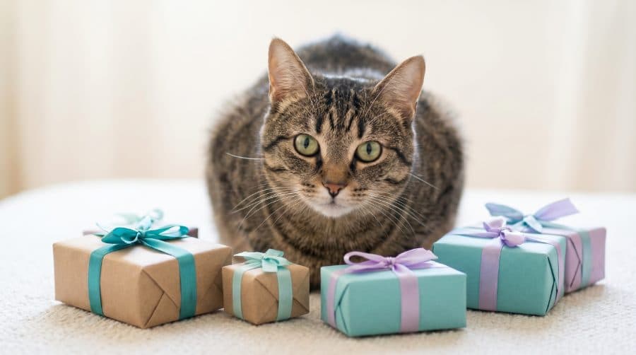 Was schenkt man Katzenliebhabern?