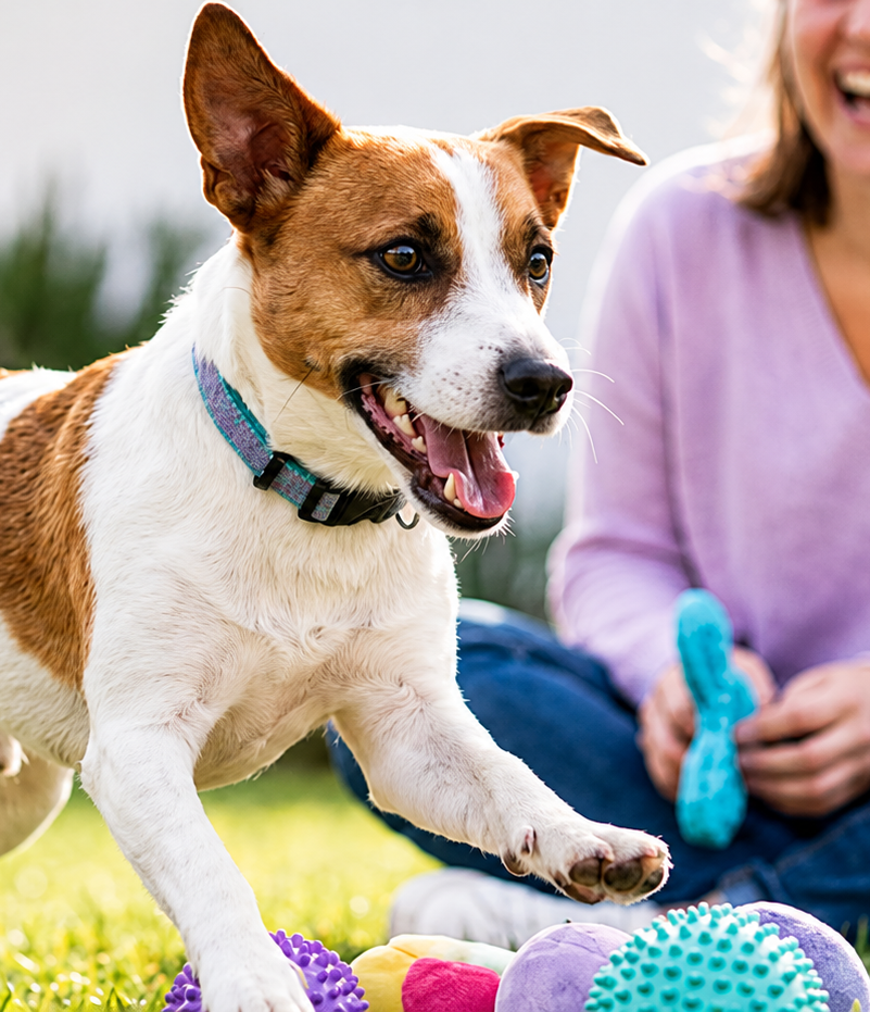 Hund spielt im Garten, während die Besitzerin lächelnd daneben sitzt