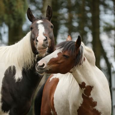Pferd und Seele - Horsemanship+ Coaching