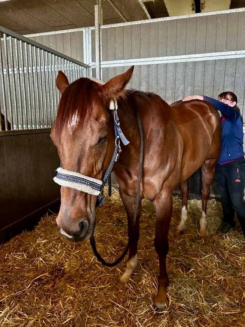 Osteopathische Behandlung für Dein Pferd