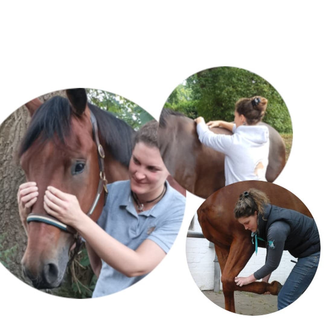 Osteopathische Erstbehandlung (Großtiere)