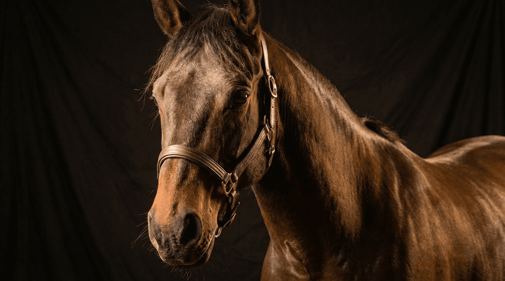"Black Magic" Porträt-Session – Zeitlose Eleganz vor schwarzem Hintergrund
