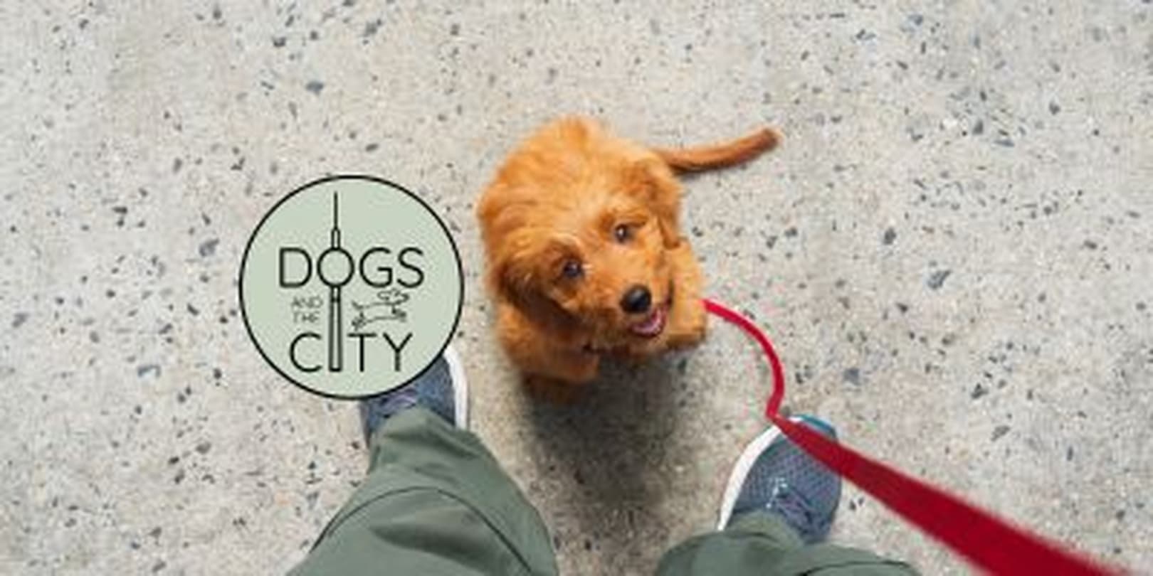 Der perfekte Start: Welpen-Einzelstunde für Minis bei euch zu Hause