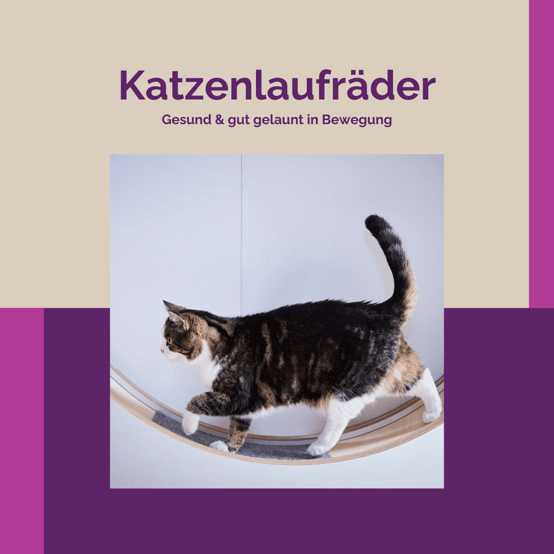 Ab die Post! Alles Wichtige rund um Katzenlaufräder