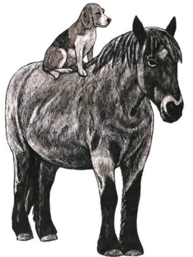 Tiertherapie von dem Berge