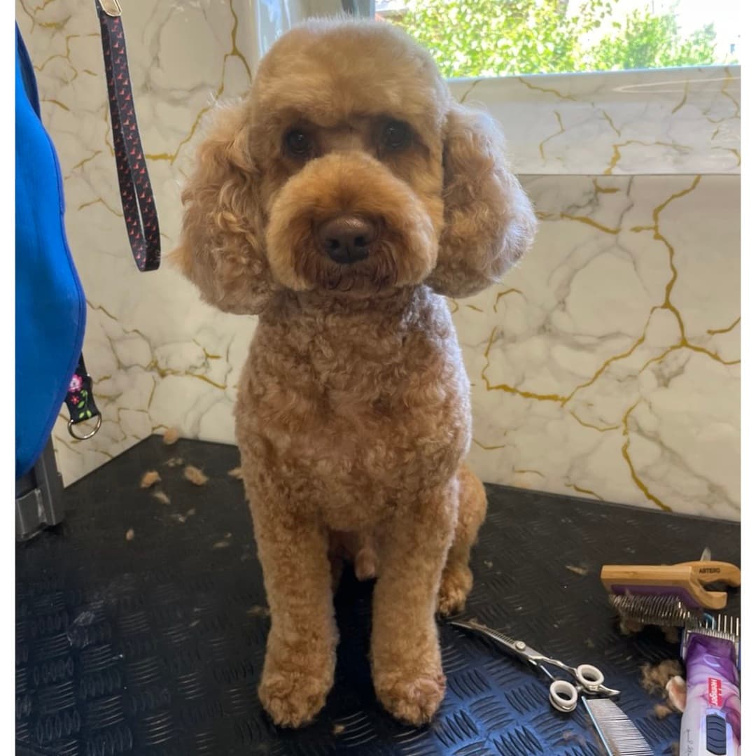 Professionelle Komplettpflege für Hunde (All-inclusive-Paket)