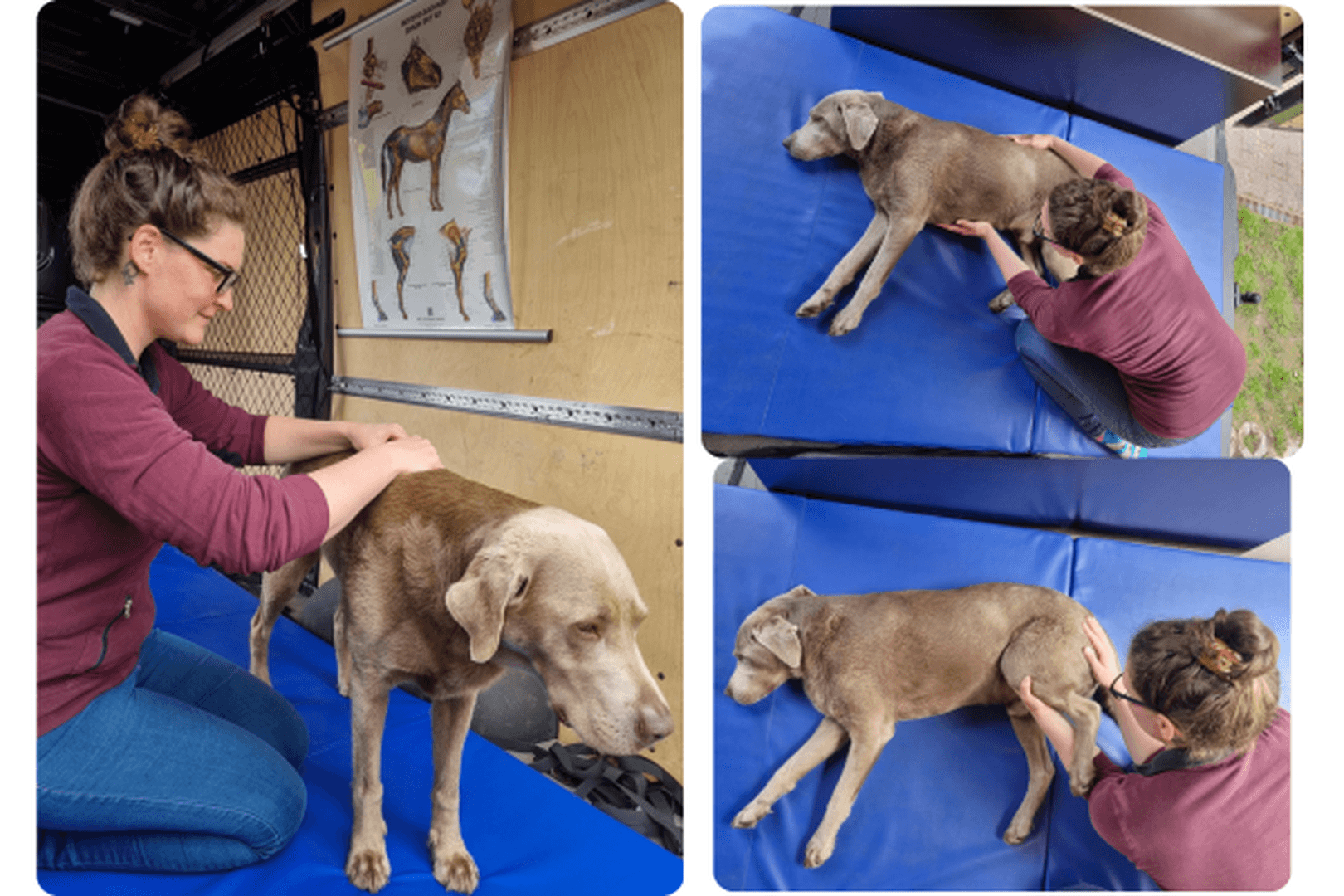 Sanfte Tiertherapie - Alexandra Schmidt