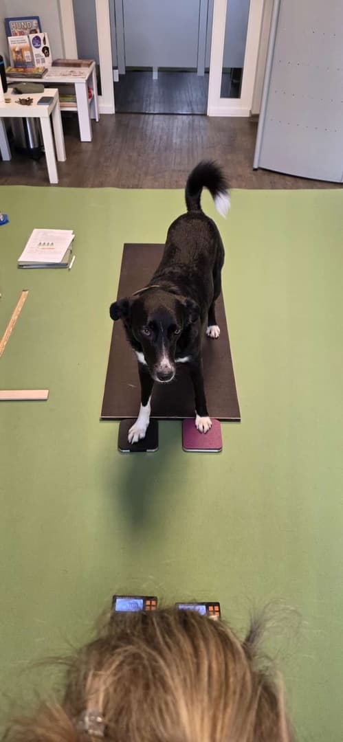 Physiotherapeutischer Check-up im zu Hause des Vierbeiners