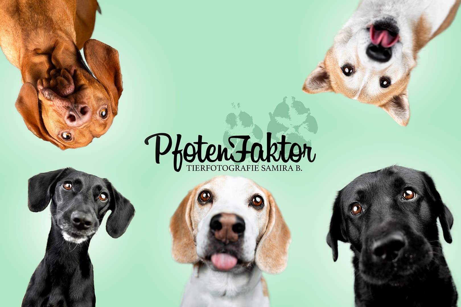 Gutschein für ein Studioshooting bei PfotenFaktor