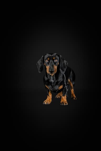 Pfotografie - Hund und mehr