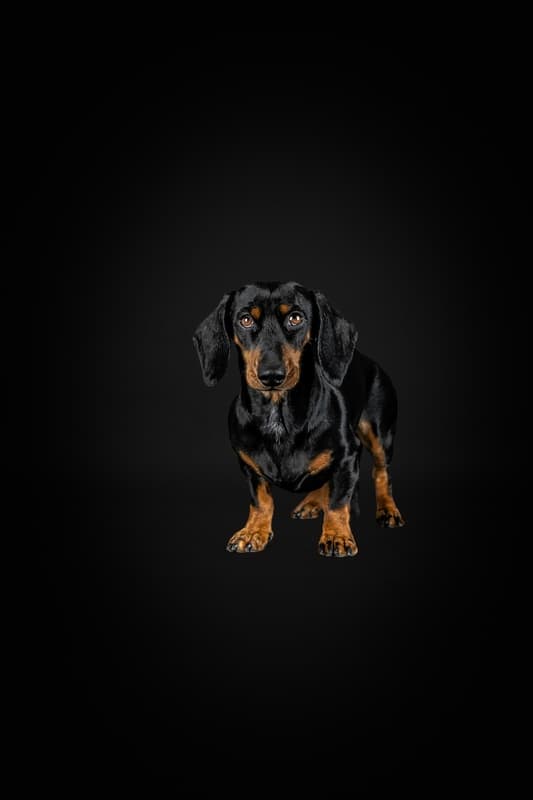 Pfotografie - Hund und mehr