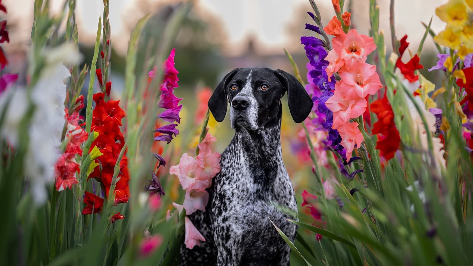 Outdoor Fotoshooting für Hunde und Katzen