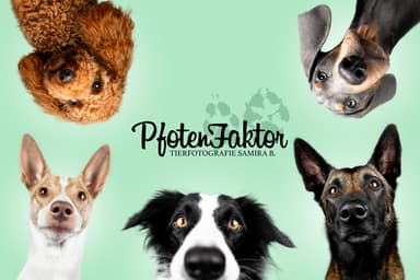PfotenFaktor Tierfotografie