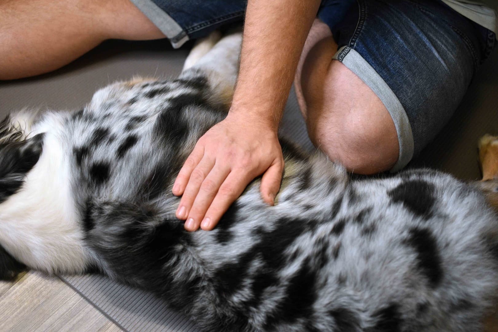 Hundeosteopathie