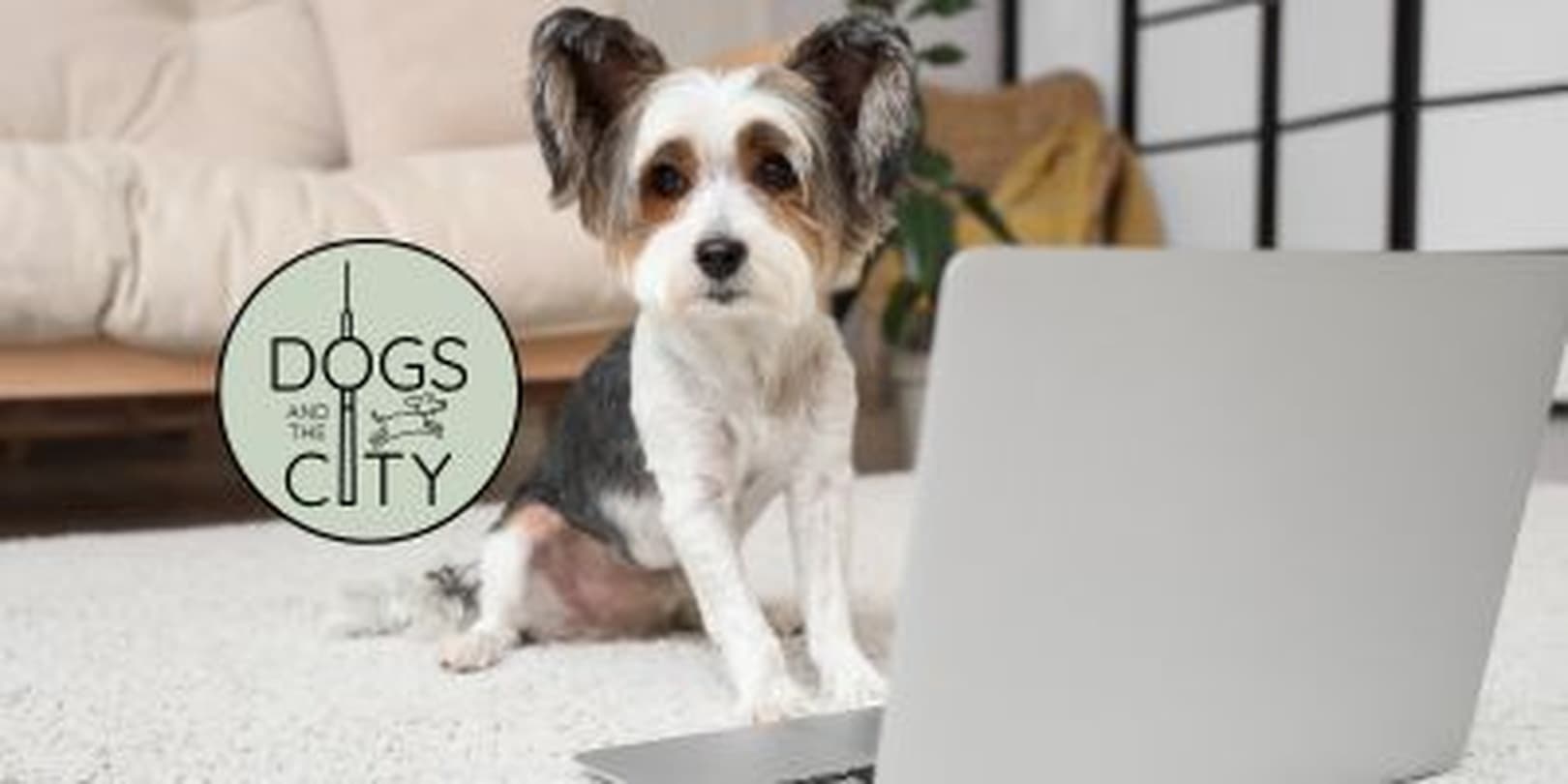 Virtuelles Training Videotraining für Hunde? Ja, klar geht das!