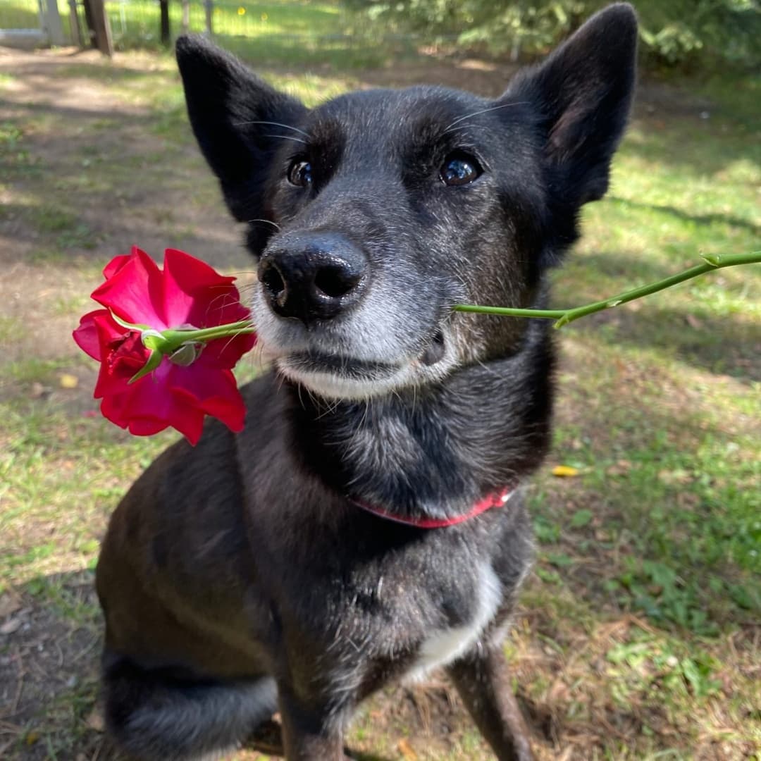 Hunde-Entspannung pur: Mobile Wellness-Massage