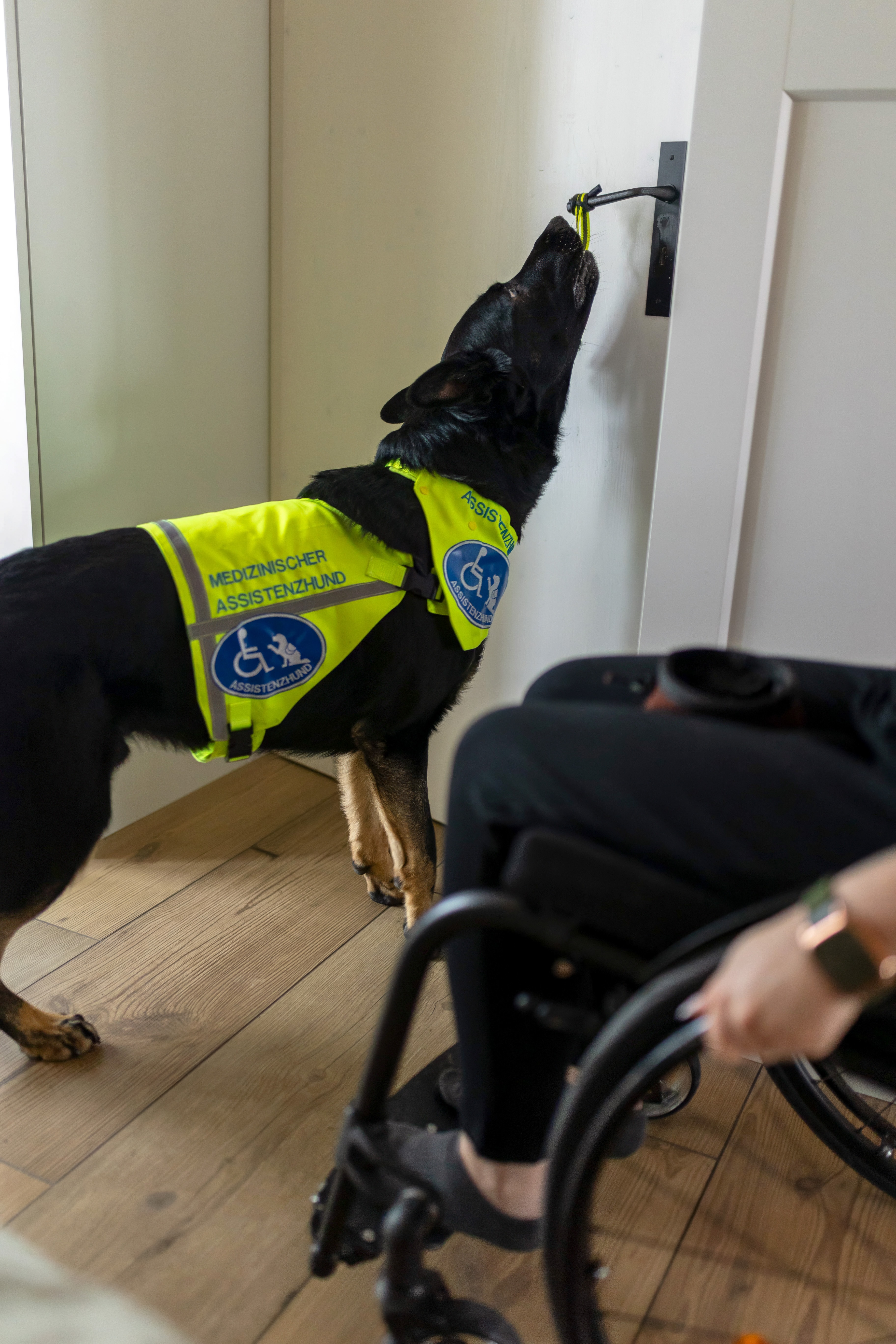 BOSSDOGS Hundeschule - Assistenzhunde - Therapiebegleithunde - Hundesportgeräte - Inh. Stefanie Schramm