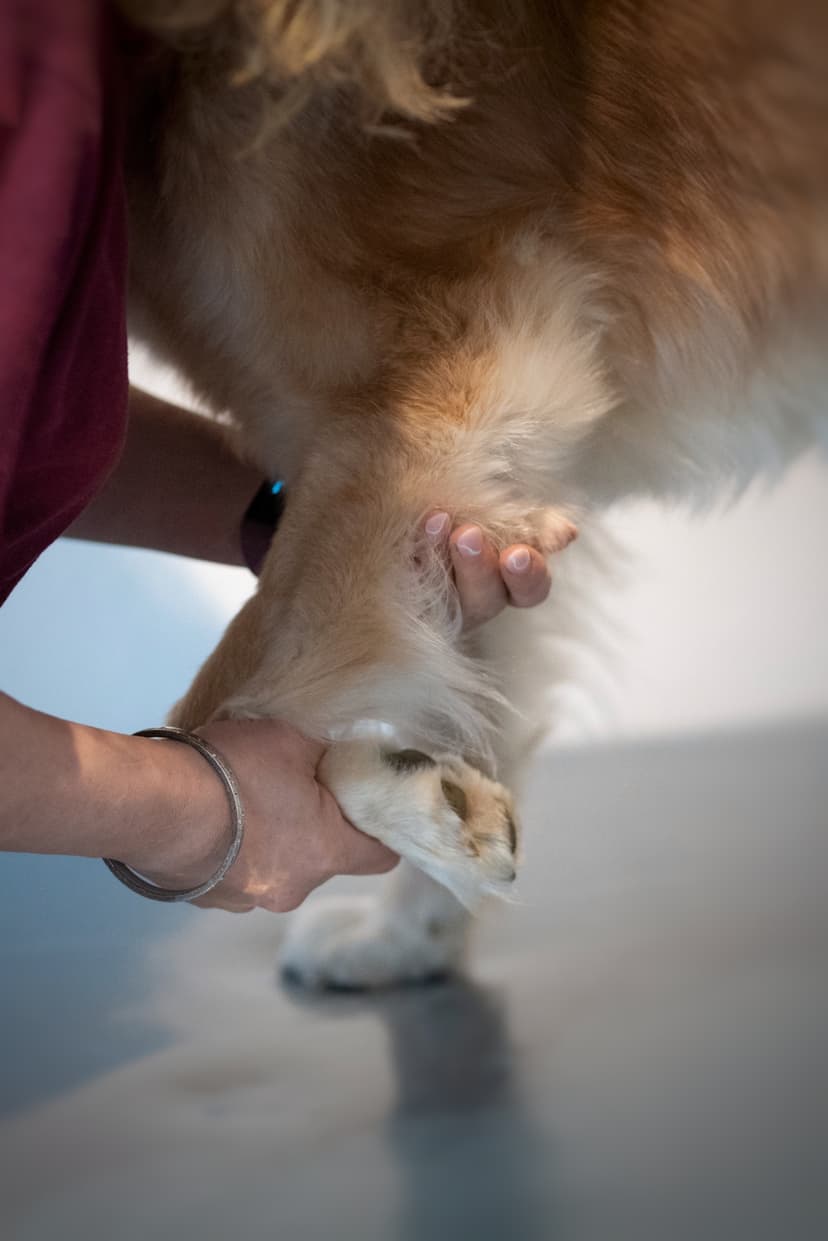 4-Pfoten-Physiotherapie