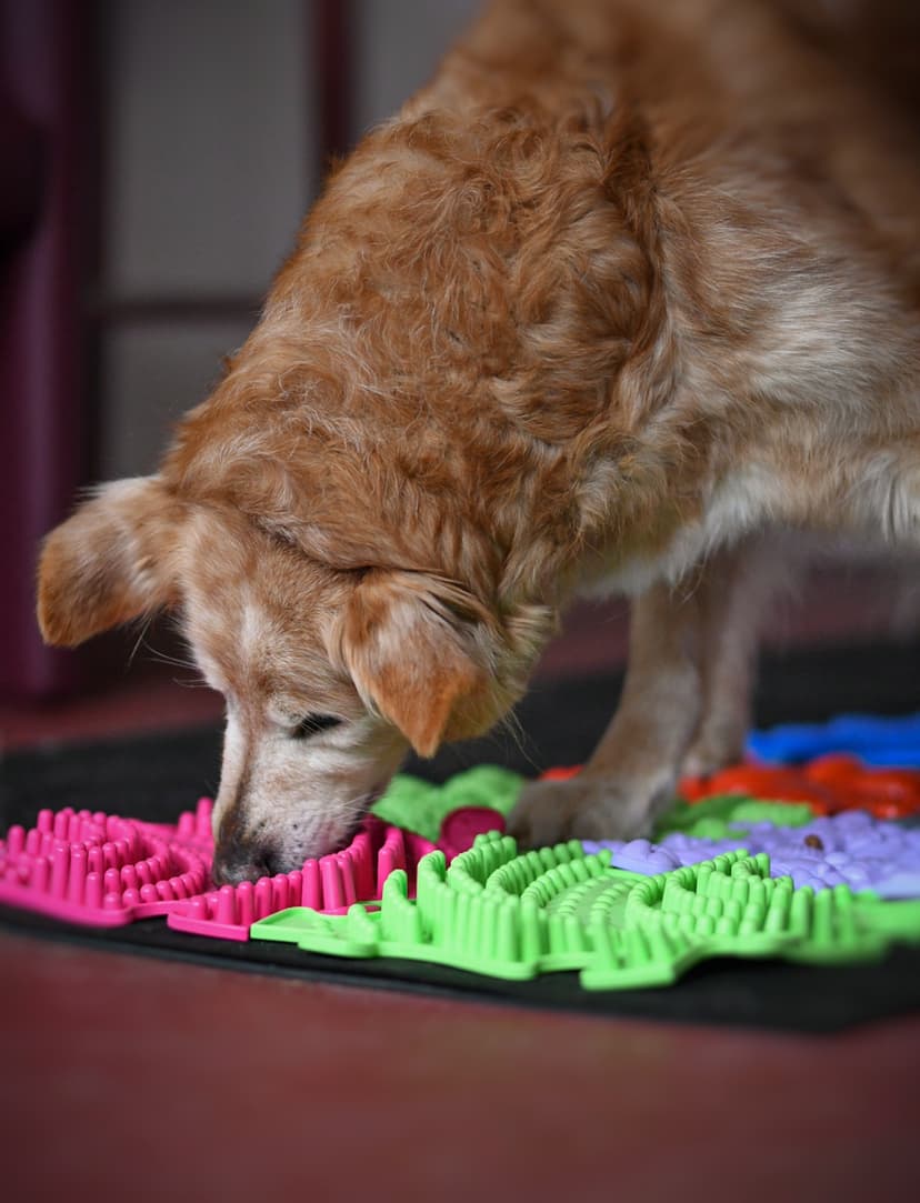 4-Pfoten-Physiotherapie