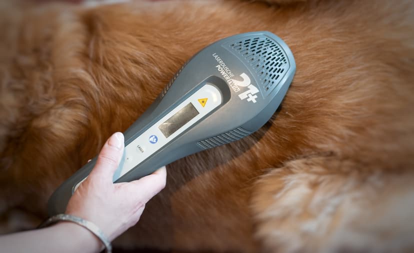 4-Pfoten-Physiotherapie