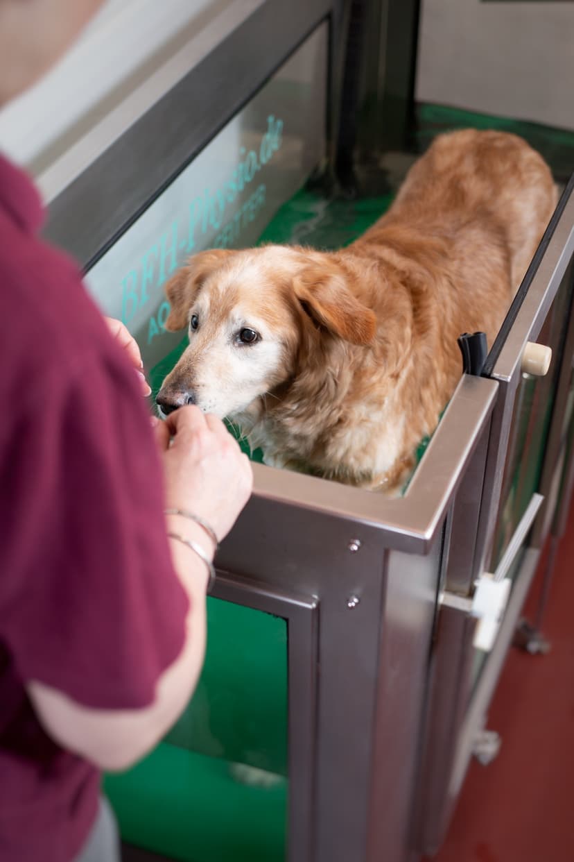 4-Pfoten-Physiotherapie