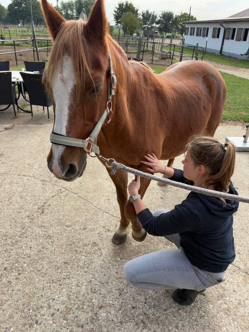 Tierphysiotherapie Milena-Joy Syfus