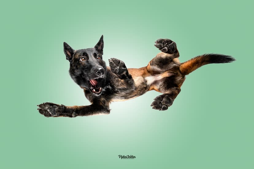 PfotenFaktor Tierfotografie