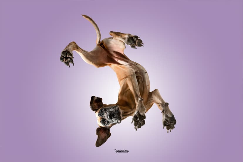 PfotenFaktor Tierfotografie