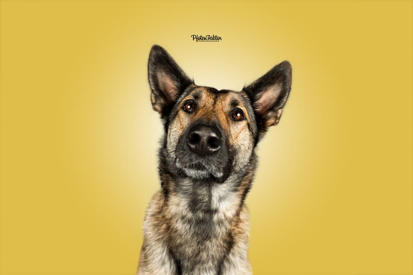 PfotenFaktor Tierfotografie