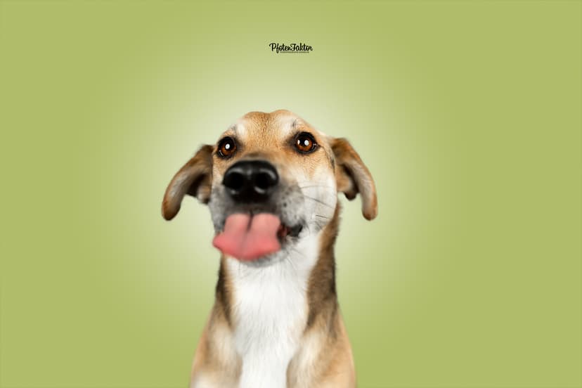 PfotenFaktor Tierfotografie